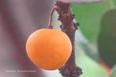 Delonix elata